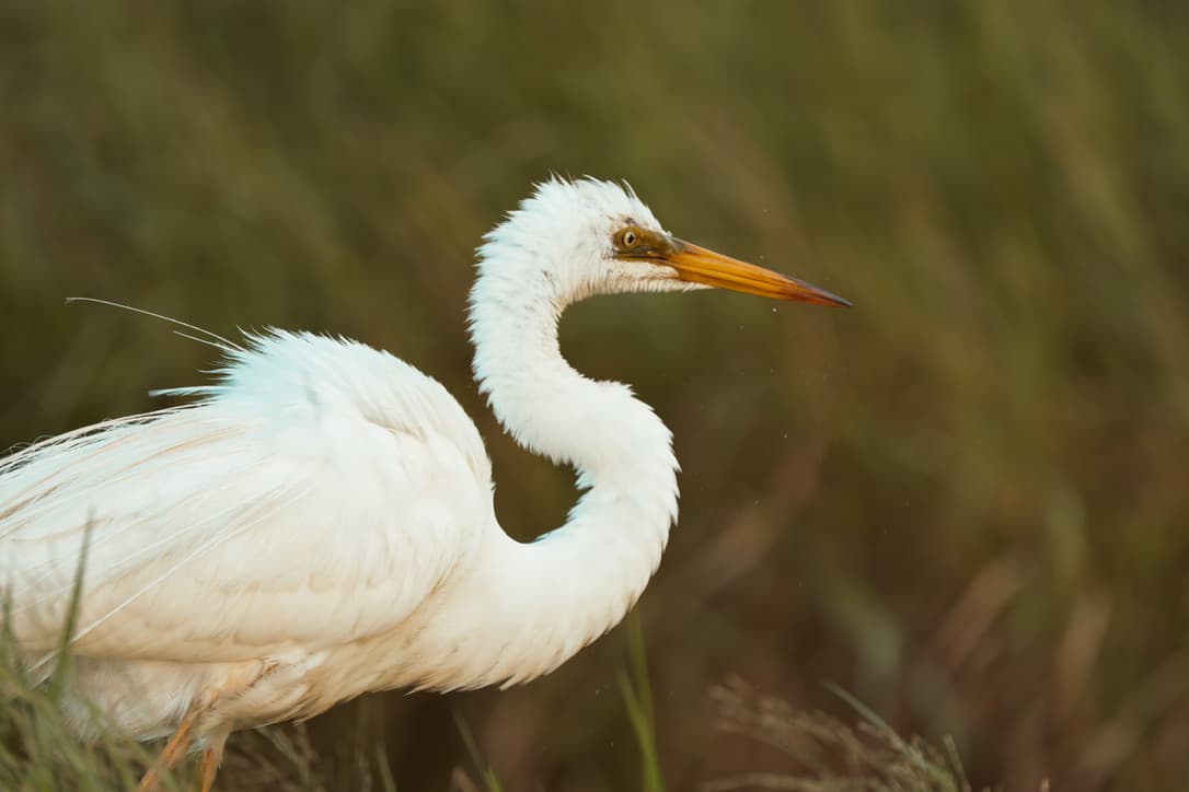 Eastern Great Egret among tall green reeds, neck curved