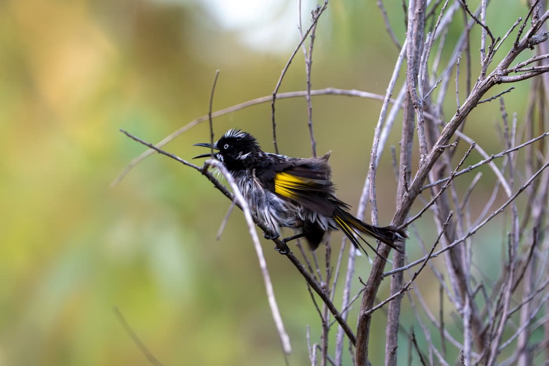 New Holland Honeyeater perched on bare branches, yellow wing flash visible